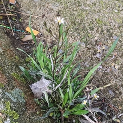 Symphyotrichum subulatum