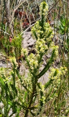 Struthiola striata