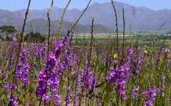 Watsonia marginata