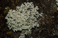 Pulchrocladia retipora