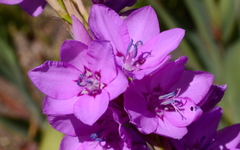 Watsonia marginata