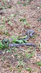 Farancia erytrogramma