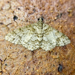 Myrioblephara desumpta