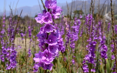 Watsonia marginata