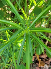 Cyperus alternifolius