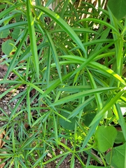 Cyperus alternifolius