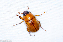 Cyclocephala lurida