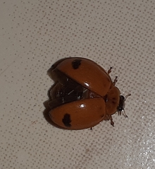 Harmonia octomaculata