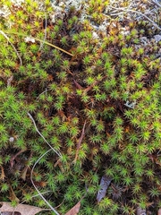 Polytrichum