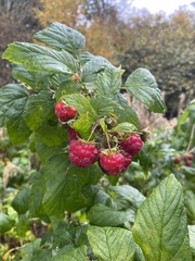 Rubus idaeus