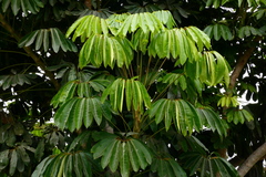 Heptapleurum actinophyllum