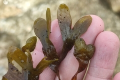 Fucus spiralis