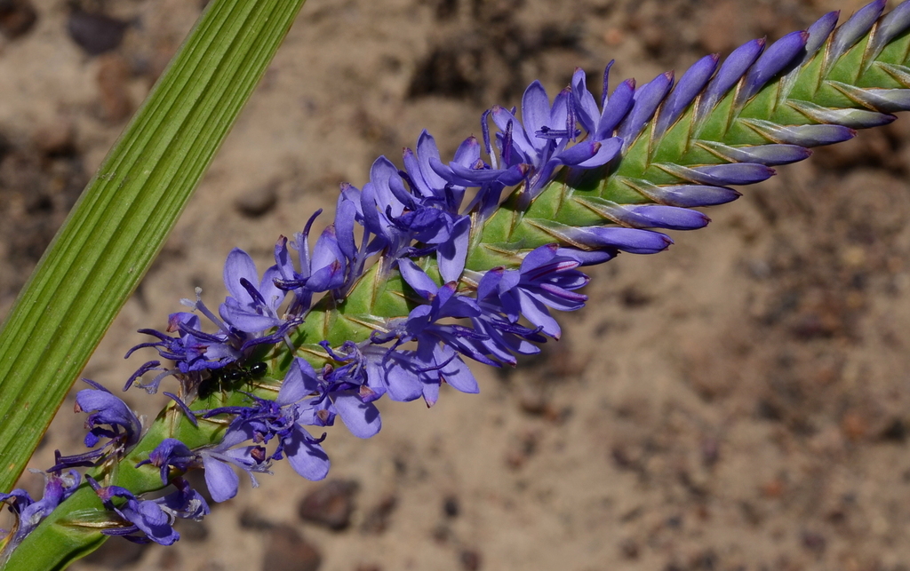 Watsonieae
