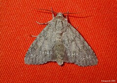 Acronicta americana