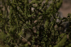 Acantholippia seriphioides