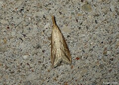 Donacaula melinellus