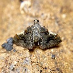 Scenedra decoratalis
