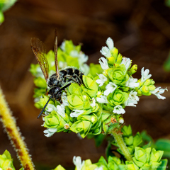 Colpa quinquecincta