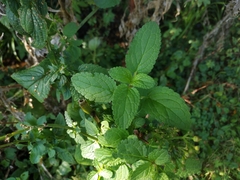 Scrophularia auriculata