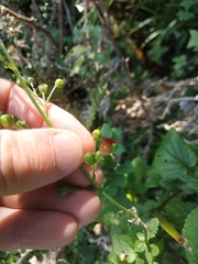Scrophularia auriculata