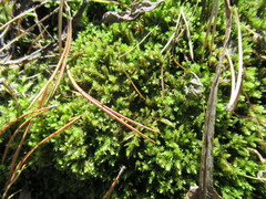 Aulacomnium palustre