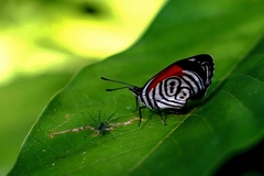 Diaethria clymena