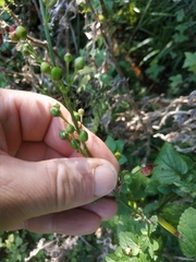 Scrophularia auriculata