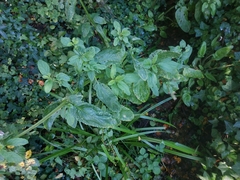 Scrophularia auriculata