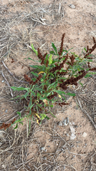 Rumex salicifolius
