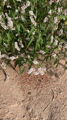 Persicaria pensylvanica
