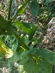 Scrophularia auriculata