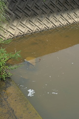 Crocothemis servilia mariannae