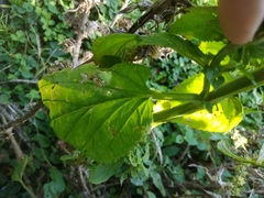 Scrophularia auriculata