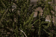 Acantholippia seriphioides