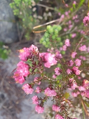 Erica spumosa