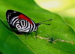 Diaethria clymena