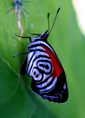 Diaethria clymena