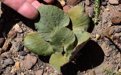 Pelargonium asarifolium
