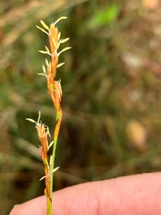 Schoenus brevifolius