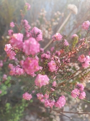 Erica spumosa