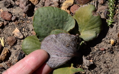 Pelargonium asarifolium