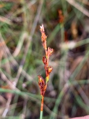 Schoenus brevifolius