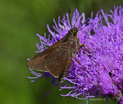 Asbolis capucinus
