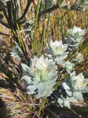 Xiphotheca fruticosa