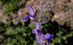 Salvia albicaulis