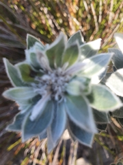 Xiphotheca fruticosa