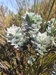 Xiphotheca fruticosa