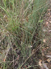 Schoenus brevifolius