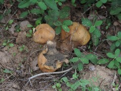 Scleroderma polyrhizum