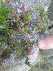 Erica haematocodon